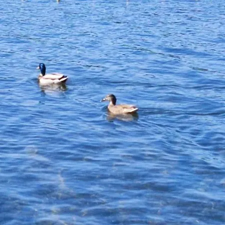 Silver Jordan Lejlighed